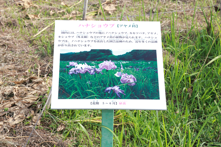 IMG_8021花看板（ハナショウブ）トンボ王国ハナショウブ池　縮小.JPG