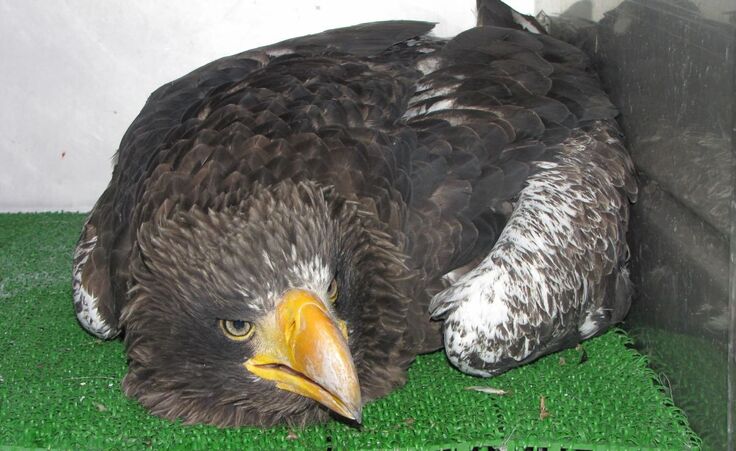 鉛中毒の様子　写真提供：猛禽類医学研究所