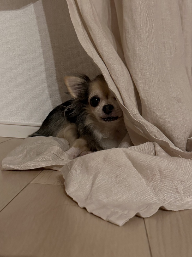 ぽこのようす8/24