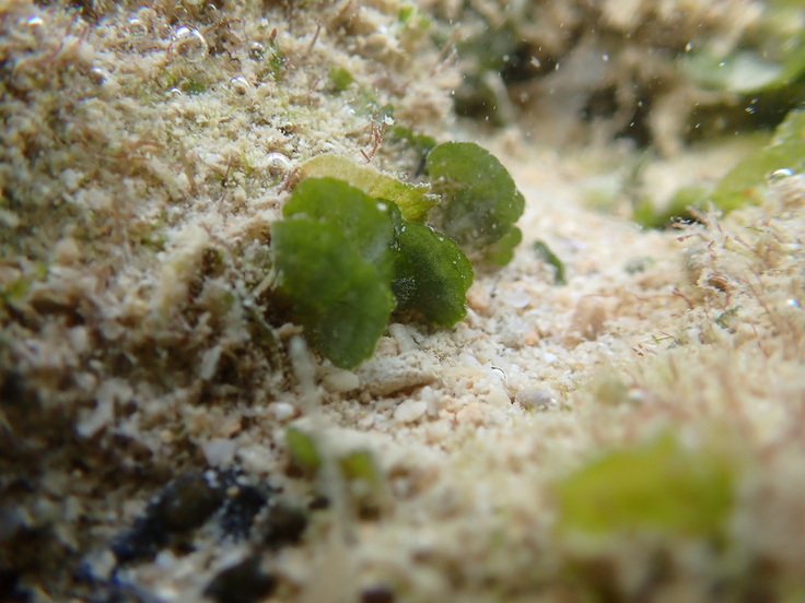 餌海藻の一つヒメイチョウ類