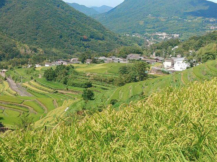 中山千枚田