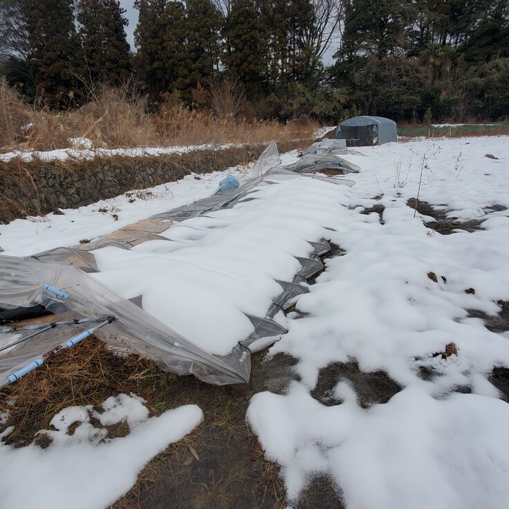 豪雪の重みで倒壊したハウス