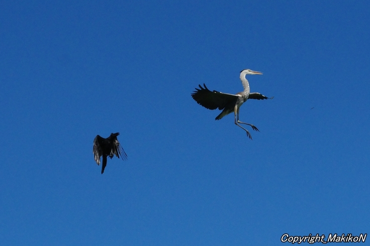 batch_IMGP95960812 (1455).JPG