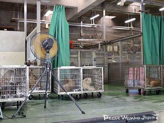 動物愛護センターに設置されている扇風機