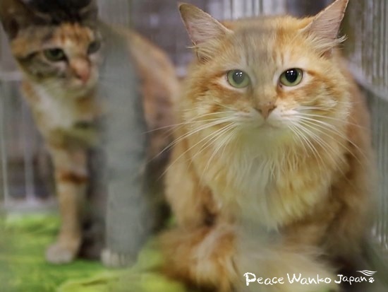 ピースワンコは現状、犬の保護しかできませんが、犬も猫も全国で殺処分ゼロ実現を目指します。