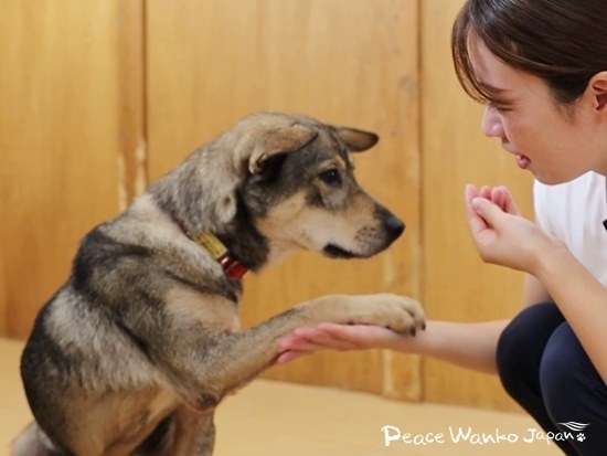 野犬は繊細な子が多いですが、愛情を込めてお世話をすれば人に懐き心が通うようになり「家族」の中で幸せになれます。