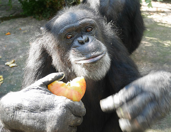 対象個体のひとり、ムサシ