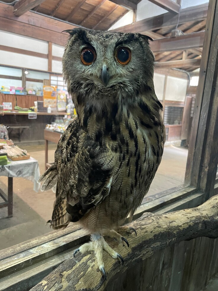 ワシミミズクのタマくん