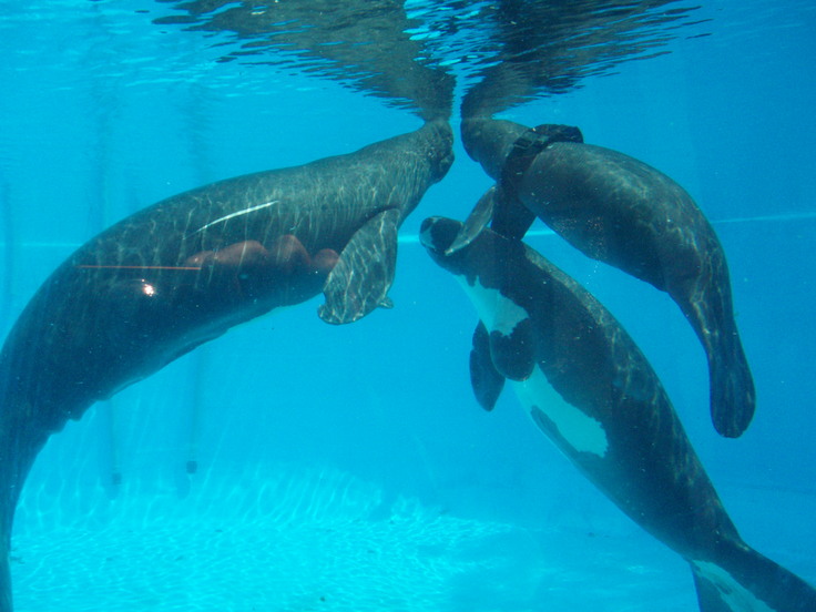 アマゾンマナティー