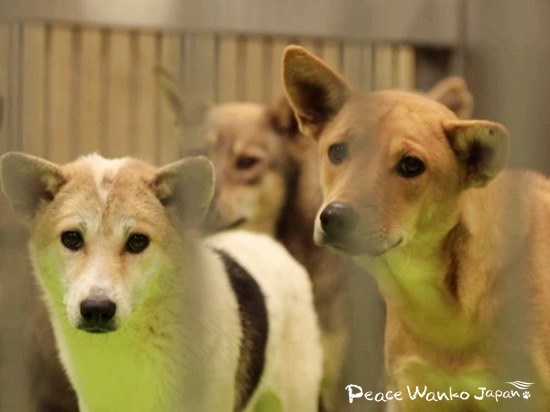 動物愛護センターに保護されているワンコたち。