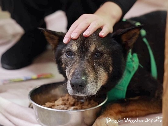 病気があり譲渡が難しいワンコも、ピースワンコのスタッフみんなが家族となって大切にお世話しています。