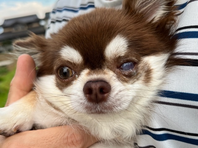 現在の左目の様子