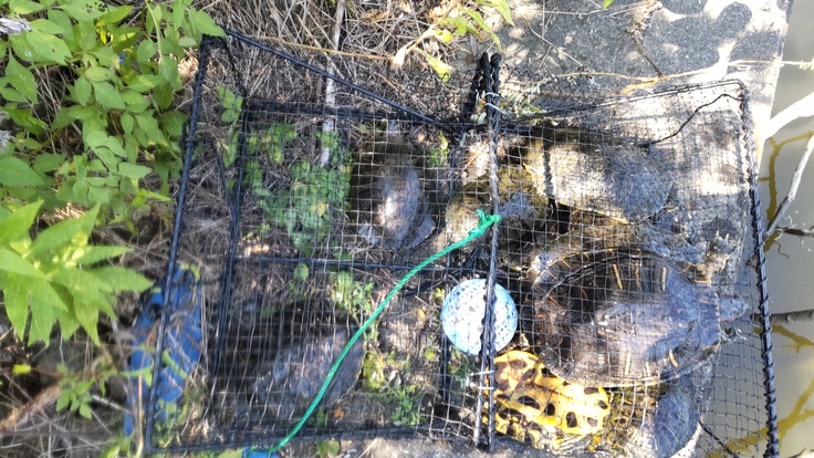 捕獲したアカミミガメ-1回目