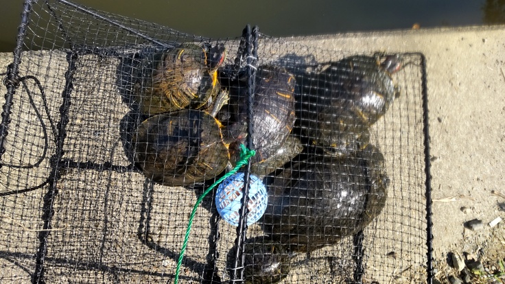 アカミミガメ捕獲-2回目