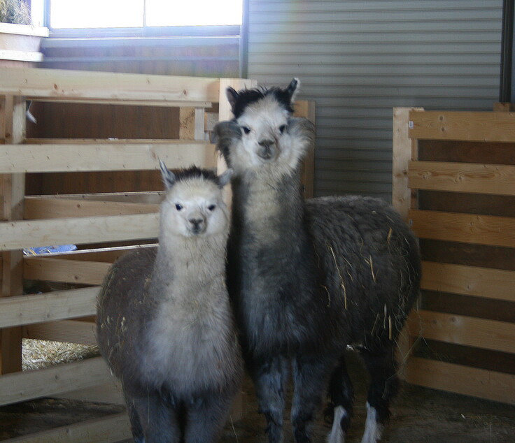 タビーさん＆パルさん