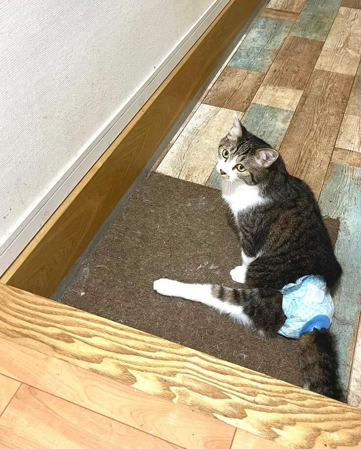 保護猫　ししゃも