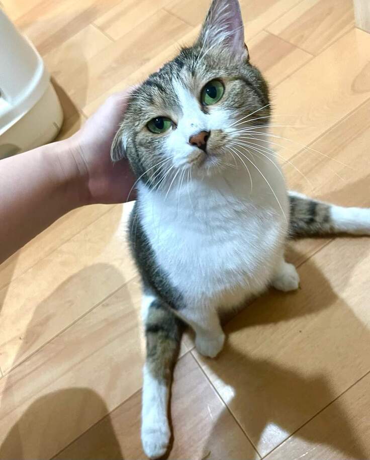 保護猫 ししゃも