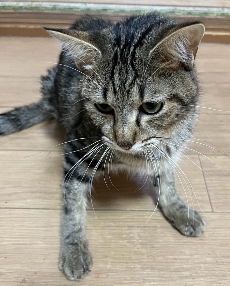 入院前のレオンくん