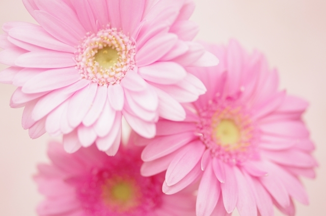 ガーベラピンク（花言葉は感謝）