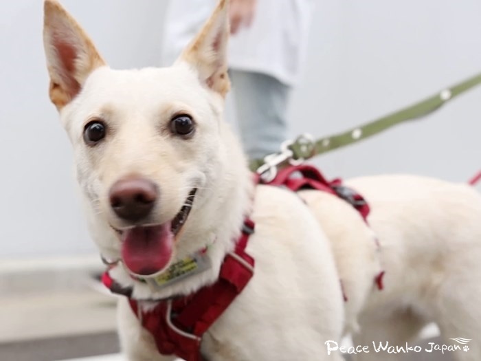 苦手だったお散歩も笑顔で歩けるようになりました。