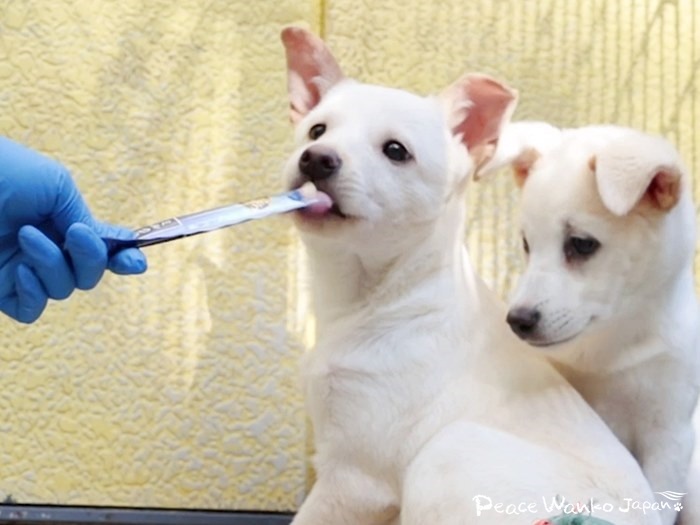 保護されたばかりの頃はとても怖がり人馴れトレーニングを続けて、オヤツを食べられるようになりました。