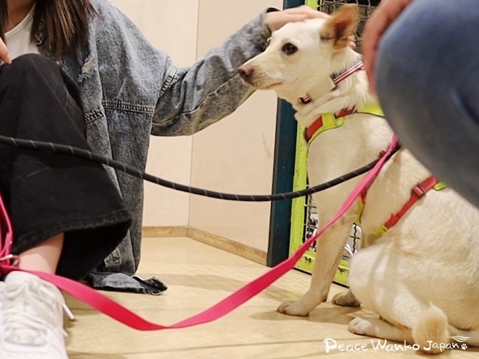 譲渡会に参加して、里親様とのご縁が繋がりました！