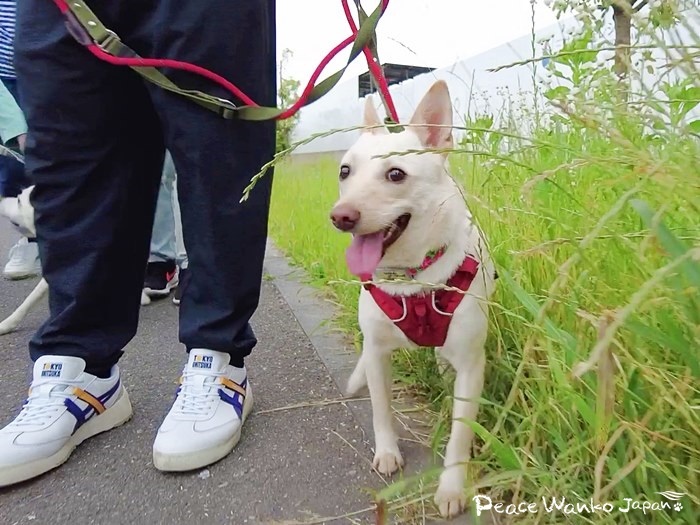 里親様ご家族から「ルル」という素敵な名前を付けてもらいました。