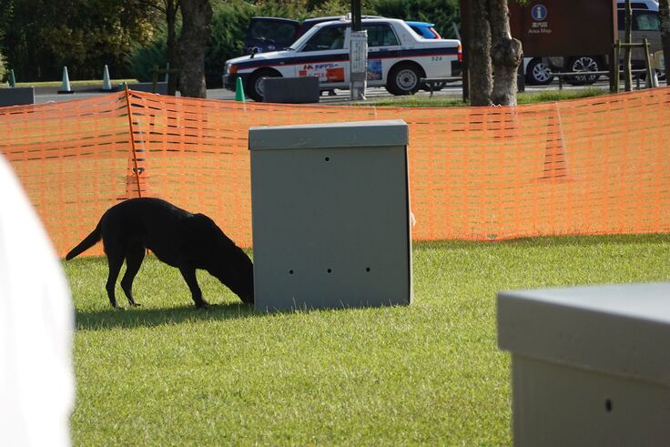 エアセントドッグ　ミッキー