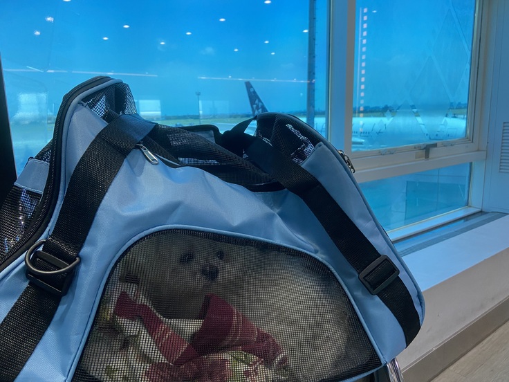 萌萌えは一生懸命で、苦労して東京に来た