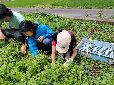 にんじんの収穫