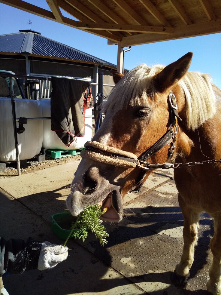 にんじんの葉っぱも大好き！