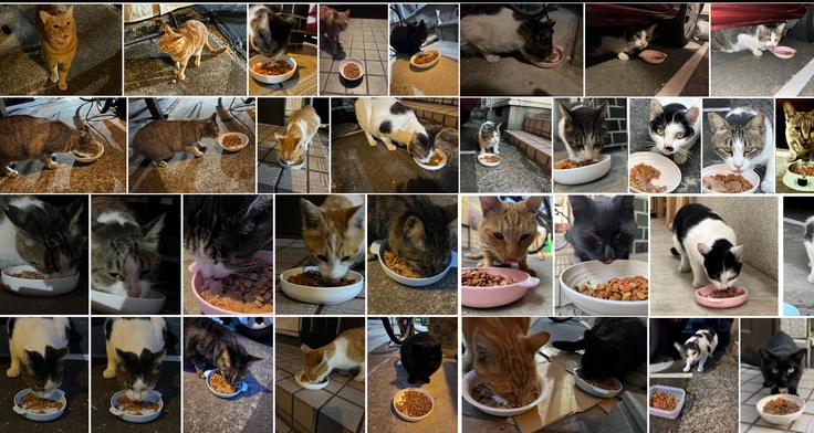 365日。猫との約束、支援者様との約束