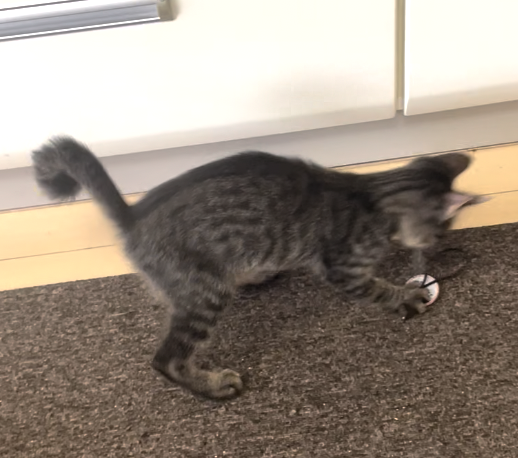 スクリーンショット 2023-10-09 11.31.21.png