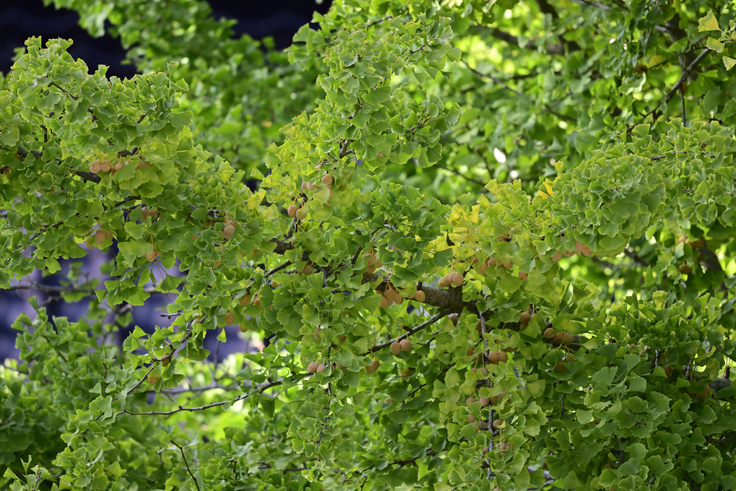 落ちた後が大変ですが