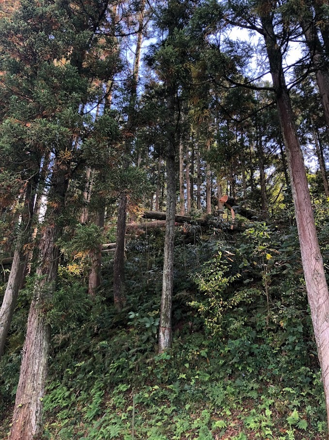 折り重なる伐採木