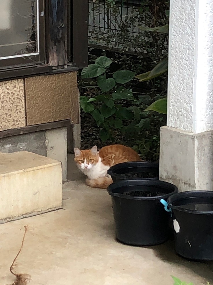 私に警戒する猫さん