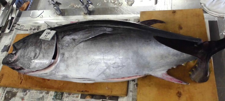 まぐろ10.24②.JPG