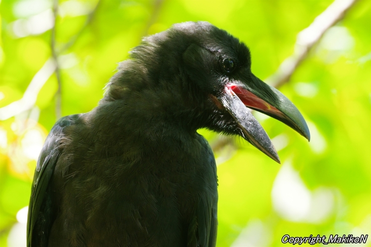 batch_IMGP95960812 (1608).JPG