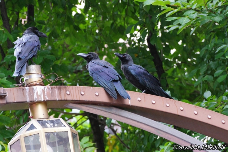 batch_IMGP26930808 (195).JPG