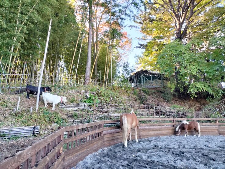 ウマーズとヤギーズ