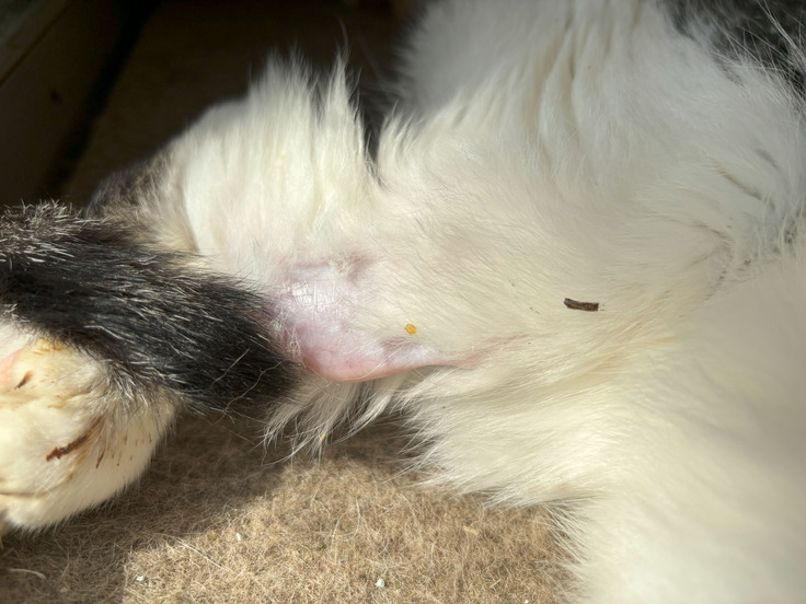 カーテンの裏で隠れるようにしているチビ