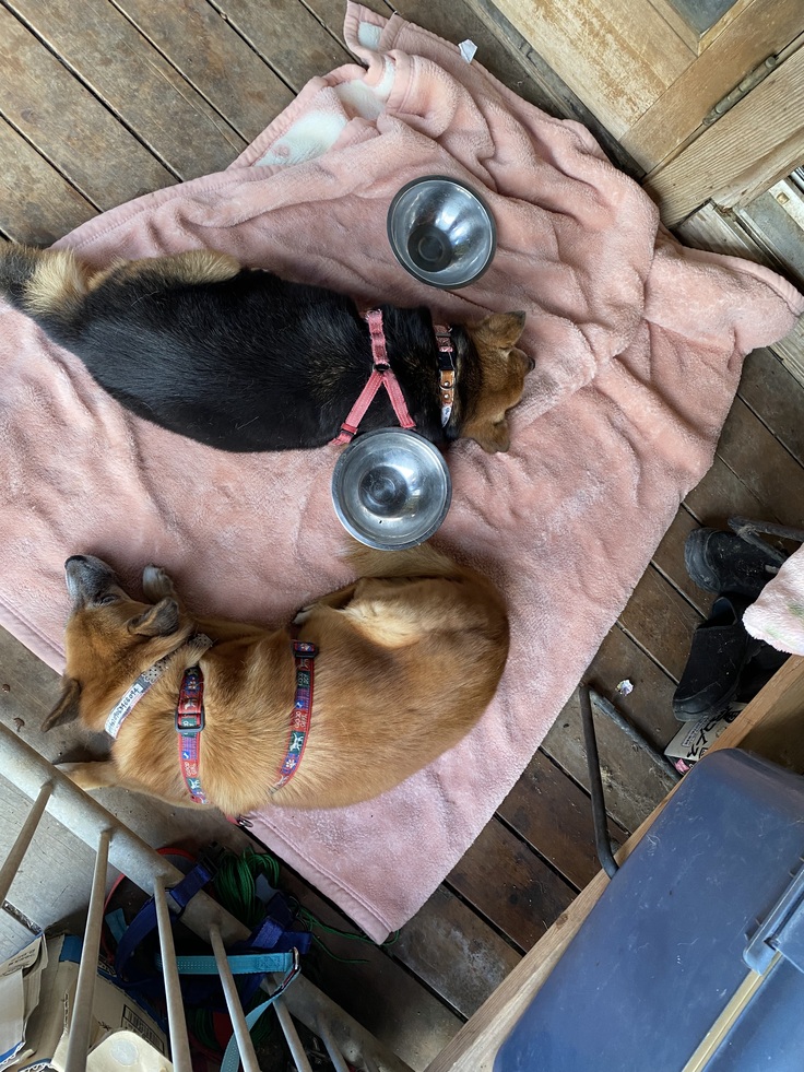 道路が混んでぐったりのチョコと凛．こんなに離れていたことはなかった。とっても素敵な子に成長してくれました。