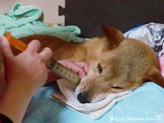 ワンコの体を支えながら、シリンジに入れた流動食をゆっくり食べさせています。