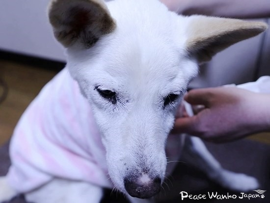 思うように動けないワンコに寄り添い、お世話をしています。