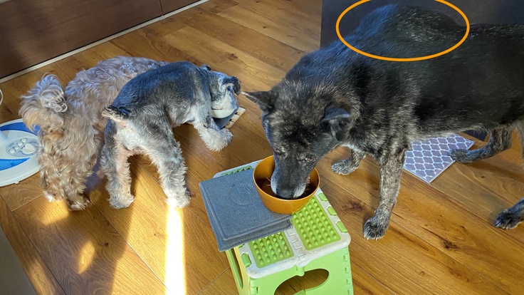 もみ　摘出前のこぶ