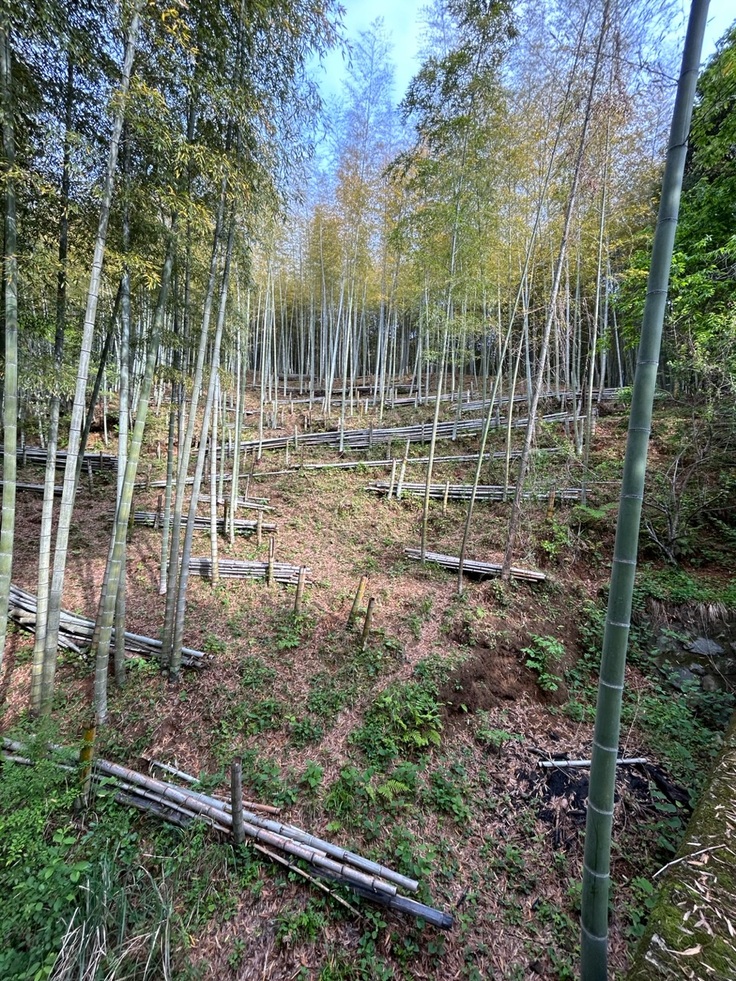 昨年整備した竹林の様子