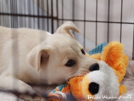 おもちゃで遊ぶ「ジャズ」