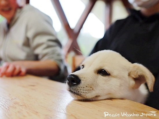 「ジャズ」の全てを受け入れてくださった里親様の膝の上でまったり。