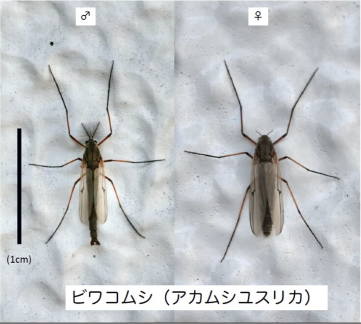 ビワコムシ.jpg