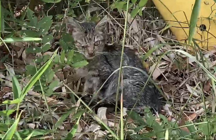 風邪ひきの子猫